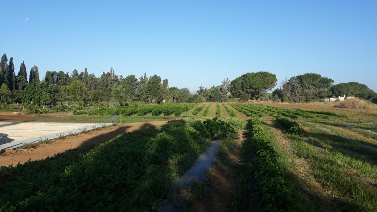 Azienda Agricola I Peperoncini Alghero Exterior foto